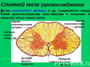 Спинной мозг (кровоснабжение)Ветви позвоночной артерии и др. Соединяются между с