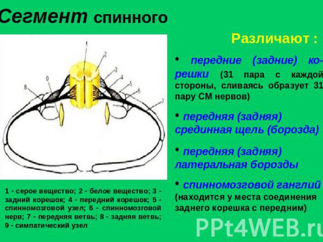 Сегмент спинного мозга передние (задние) ко-решки (31 пара с каждой стороны, сливаясь образует 31 пару СМ нервов) передняя (задняя) срединная щель (борозда) передняя (задняя) латеральная борозды спинномозговой ганглий (находится у места соединения з…