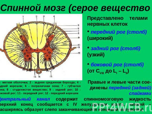 Спинной мозг (серое вещество)Представлено телами нервных клеток передний рог (столб) (широкий) задний рог (столб) (узкий) боковой рог (столб) (от CVIII до LI – LII)1 - мягкая оболочка; 2 - задняя срединная борозда; 4 - задний корешок; 6 - погранична…
