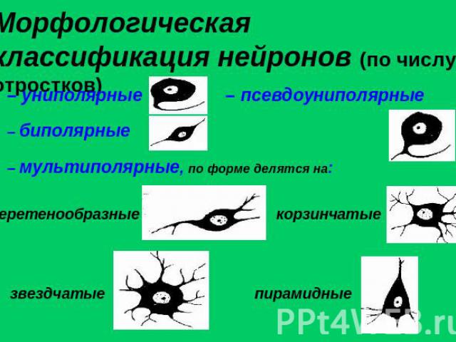 Морфологическая классификация нейронов (по числу отростков)
