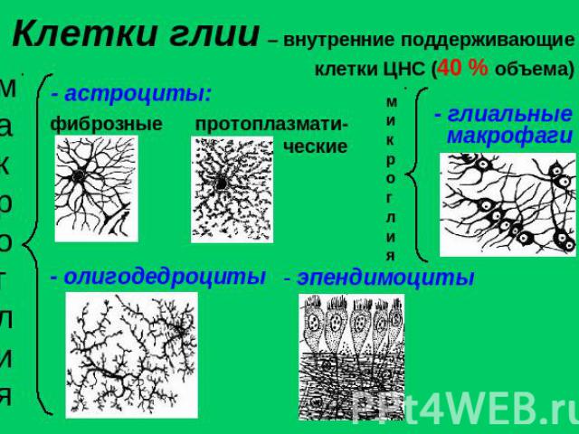 Клетки глии – внутренние поддерживающие клетки ЦНС (40 % объема)