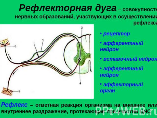 Рефлекторная дуга – совокупность нервных образований, участвующих в осуществлении рефлексаРефлекс – ответная реакция организма на внешнее или внутреннее раздражение, протекающая при участии ЦНС