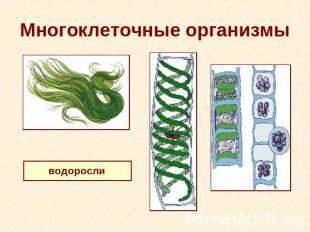 Многоклеточные организмы водоросли