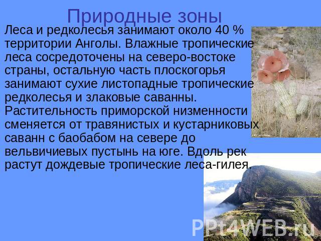 Природные зоны Леса и редколесья занимают около 40 % территории Анголы. Влажные тропические леса сосредоточены на северо-востоке страны, остальную часть плоскогорья занимают сухие листопадные тропические редколесья и злаковые саванны. Растительность…