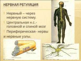 Нервная регуляцияНервный – через нервную систему.Центральная н.с.-головной и спи