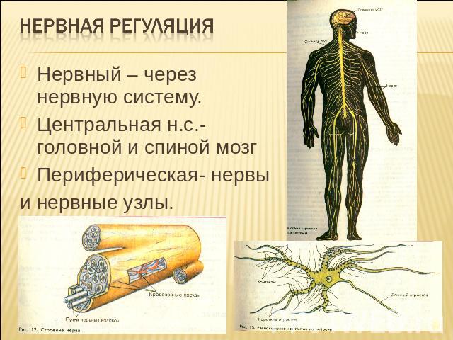 Нервная регуляцияНервный – через нервную систему.Центральная н.с.-головной и спиной мозгПериферическая- нервы и нервные узлы.