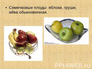 Семечковые плоды: яблоки, груши, айва обыкновенная.