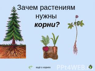 Зачем растениям нужны корни?