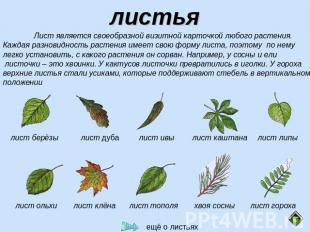 листьяЛист является своеобразной визитной карточкой любого растения.Каждая разно