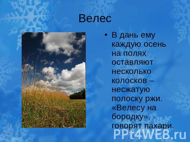 ВелесВ дань ему каждую осень на полях оставляют несколько колосков – несжатую полоску ржи. «Велесу на бородку», - говорят пахари.