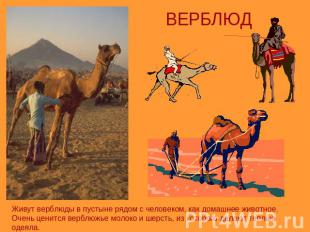 ВЕРБЛЮДЖивут верблюды в пустыне рядом с человеком, как домашнее животное. Очень
