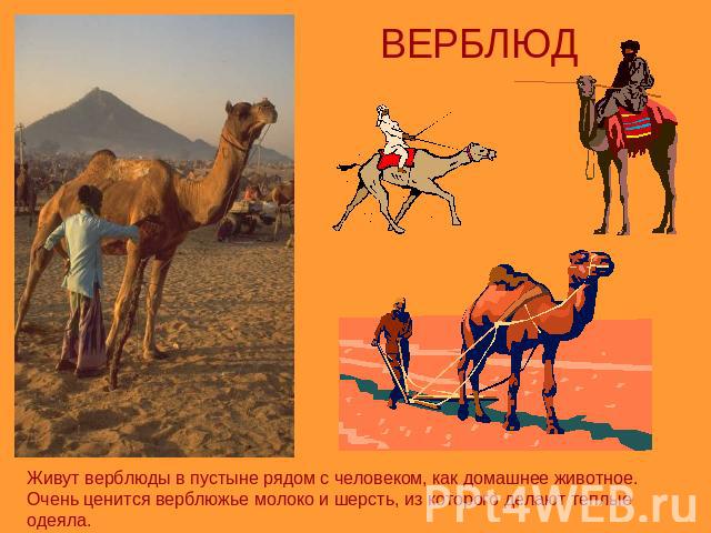 ВЕРБЛЮДЖивут верблюды в пустыне рядом с человеком, как домашнее животное. Очень ценится верблюжье молоко и шерсть, из которого делают теплые одеяла.