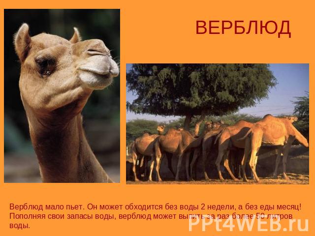 ВЕРБЛЮДВерблюд мало пьет. Он может обходится без воды 2 недели, а без еды месяц! Пополняя свои запасы воды, верблюд может выпить за раз более 50 литров воды.
