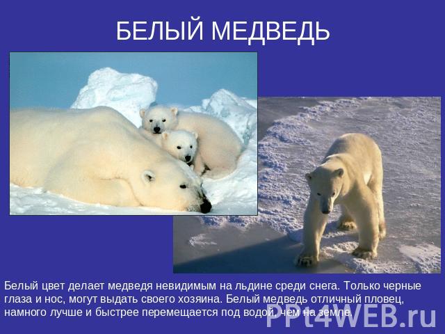 БЕЛЫЙ МЕДВЕДЬБелый цвет делает медведя невидимым на льдине среди снега. Только черные глаза и нос, могут выдать своего хозяина. Белый медведь отличный пловец, намного лучше и быстрее перемещается под водой, чем на земле.