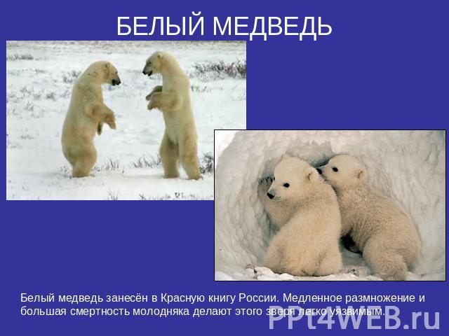 БЕЛЫЙ МЕДВЕДЬБелый медведь занесён в Красную книгу России. Медленное размножение и большая смертность молодняка делают этого зверя легко уязвимым.