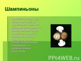 ШампиньоныШАМПИНЬОНЫ, род шляпочных грибов . Существует около 60 видов шампиньон