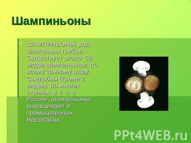 ШампиньоныШАМПИНЬОНЫ, род шляпочных грибов . Существует около 60 видов шампиньонов, по всему земному шару. Съедобны (кроме 2 видов). Во многих странах, в т. ч. в России, шампиньоны выращивают в промышленных масштабах.