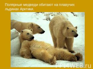 Полярные медведи обитают на плавучих льдинах Арктики.