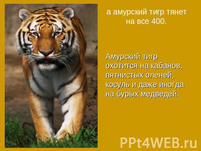 а амурский тигр тянет на все 400.Амурский тигр охотится на кабанов, пятнистых оленей, косуль и даже иногда на бурых медведей.