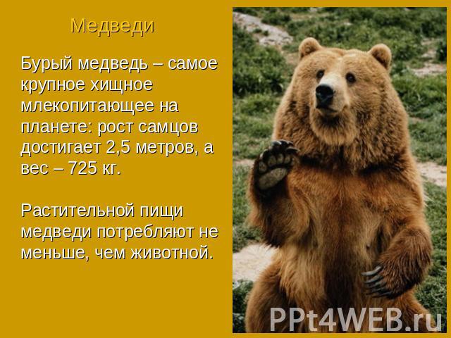 МедведиБурый медведь – самое крупное хищное млекопитающее на планете: рост самцов достигает 2,5 метров, а вес – 725 кг.Растительной пищи медведи потребляют не меньше, чем животной.