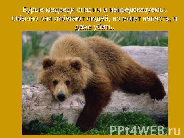 Бурые медведи опасны и непредсказуемы. Обычно они избегают людей, но могут напасть, и даже убить.