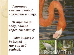 Фламинго вместе с водой получает и пищу. Вяхирь пьёт воду, словно через соломинк