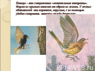 Птицы – это совершенные «летательные аппараты». Форма их крыльев зависит от обра