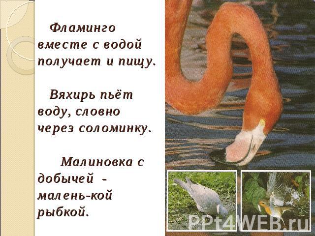 Фламинго вместе с водой получает и пищу. Вяхирь пьёт воду, словно через соломинку. Малиновка с добычей - малень-кой рыбкой.