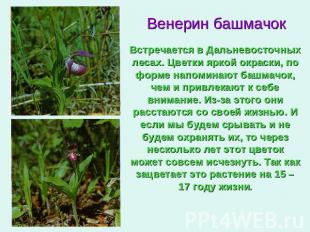 Венерин башмачокВстречается в Дальневосточных лесах. Цветки яркой окраски, по фо