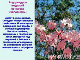 Рододендрон амурский(в народе «багульник»)Цветёт в конце апреля. Обладает лекарс