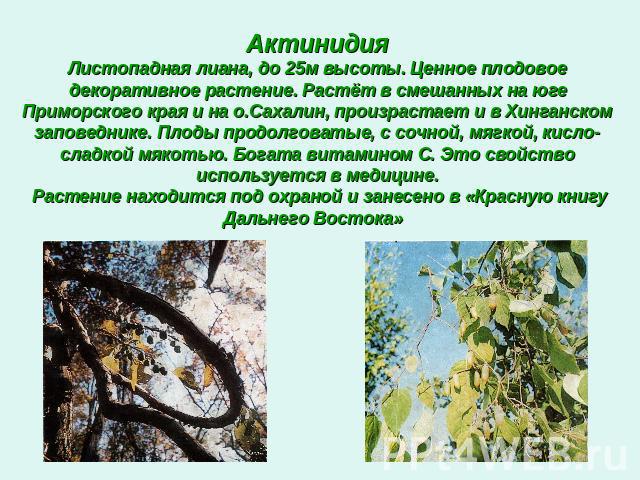 АктинидияЛистопадная лиана, до 25м высоты. Ценное плодовое декоративное растение. Растёт в смешанных на юге Приморского края и на о.Сахалин, произрастает и в Хинганском заповеднике. Плоды продолговатые, с сочной, мягкой, кисло-сладкой мякотью. Богат…