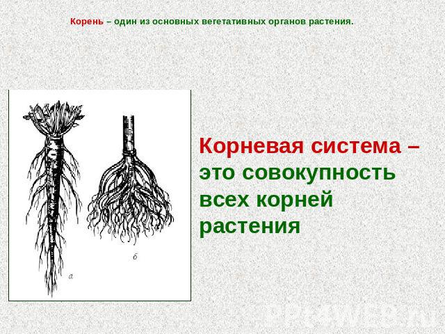 Корень – один из основных вегетативных органов растения.Корневая система – это совокупностьвсех корней растения