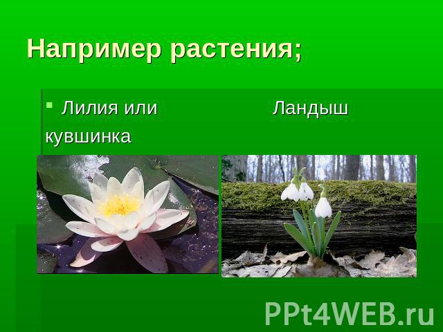 Например растения;Лилия или Ландыш кувшинка