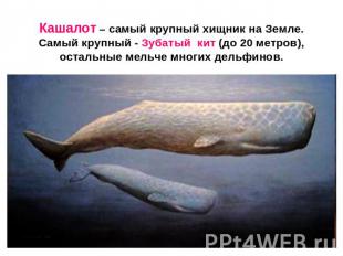 Кашалот – самый крупный хищник на Земле.Самый крупный - Зубатый кит (до 20 метро