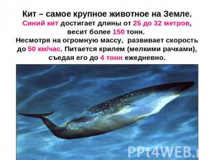 Кит – самое крупное животное на Земле.Синий кит достигает длины от 25 до 32 метр