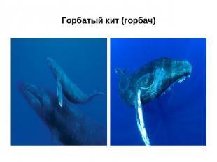 Горбатый кит (горбач)