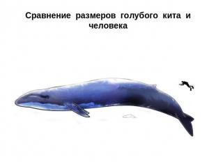 Сравнение размеров голубого кита и человека