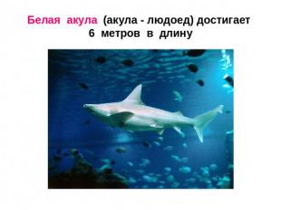 Белая акула (акула - людоед) достигает 6 метров в длину