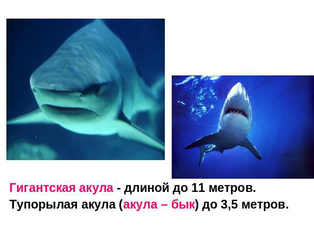Гигантская акула - длиной до 11 метров.Тупорылая акула (акула – бык) до 3,5 метров.