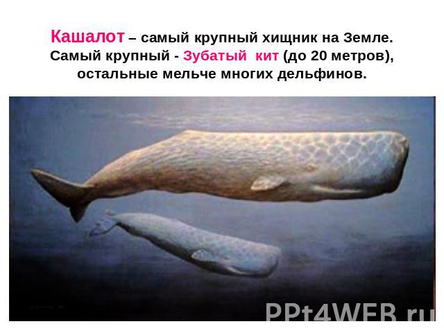 Кашалот – самый крупный хищник на Земле.Самый крупный - Зубатый кит (до 20 метров), остальные мельче многих дельфинов.