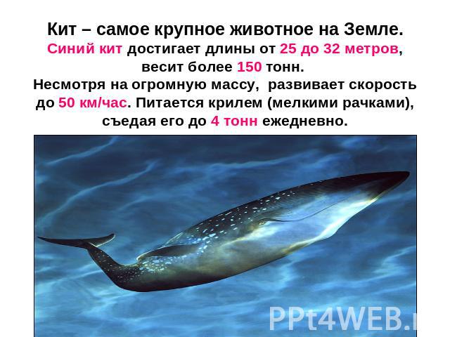 Кит – самое крупное животное на Земле.Синий кит достигает длины от 25 до 32 метров, весит более 150 тонн. Несмотря на огромную массу, развивает скорость до 50 км/час. Питается крилем (мелкими рачками), съедая его до 4 тонн ежедневно.