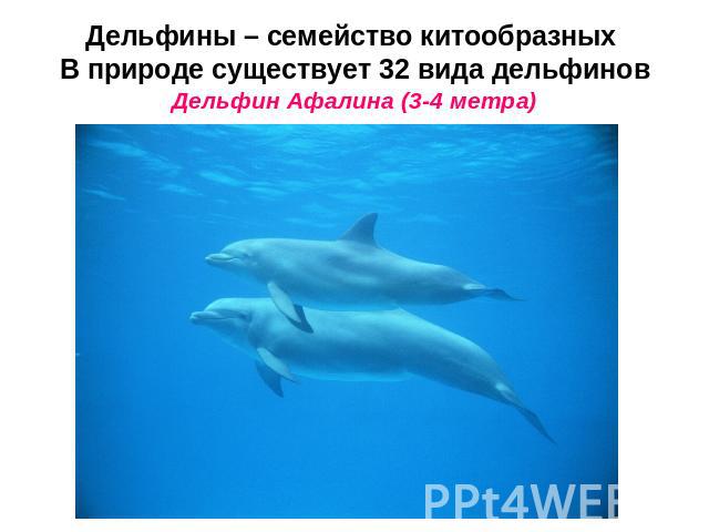 Дельфины – семейство китообразных В природе существует 32 вида дельфиновДельфин Афалина (3-4 метра)