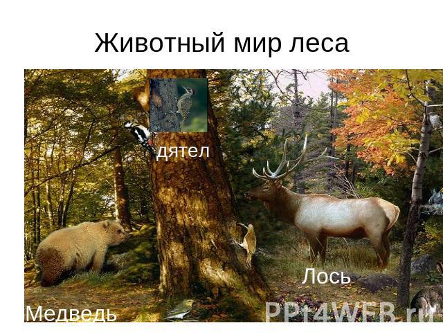 Животный мир леса
