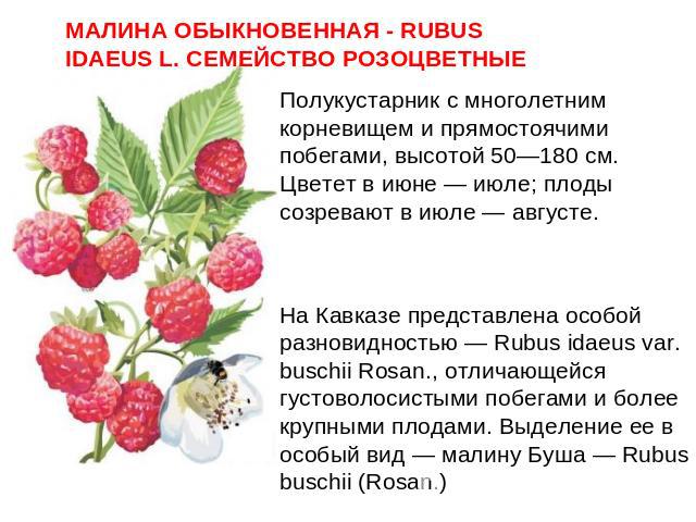 МАЛИНА ОБЫКНОВЕННАЯ - RUBUS IDAEUS L. СЕМЕЙСТВО РОЗОЦВЕТНЫЕПолукустарник с многолетним корневищем и прямостоячими побегами, высотой 50—180 см. Цветет в июне — июле; плоды созревают в июле — августе.На Кавказе представлена особой разновидностью — Rub…