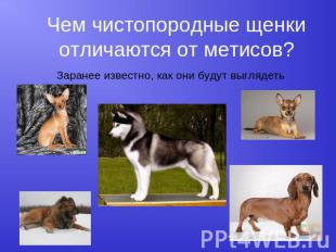 Чем чистопородные щенки отличаются от метисов?Заранее известно, как они будут вы