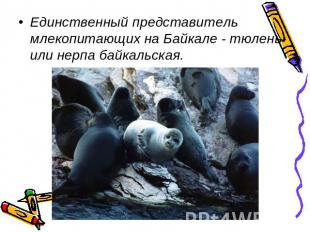 Единственный представитель млекопитающих на Байкале - тюлень или нерпа байкальск