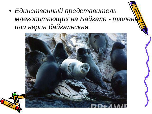Единственный представитель млекопитающих на Байкале - тюлень или нерпа байкальская.