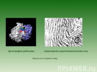 фотография рибосомы.гранулярная эндоплазматическая сетьВернуться на первый слайд