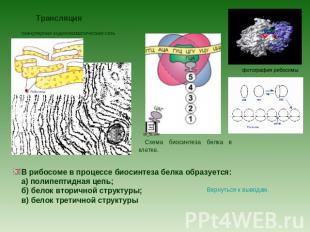 Трансляция В рибосоме в процессе биосинтеза белка образуется:а) полипептидная це