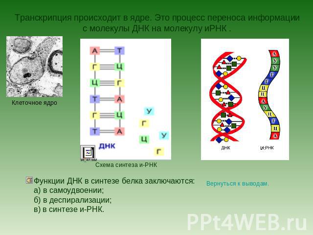  Транскрипция происходит в ядре. Это процесс переноса информации с молекулы ДНК на молекулу иРНК .Функции ДНК в синтезе белка заключаются:а) в самоудвоении;б) в деспирализации;в) в синтезе и-РНК.